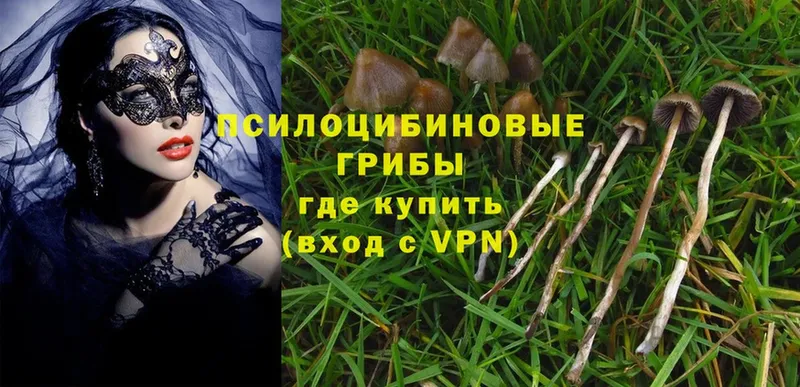 Галлюциногенные грибы Psilocybe  Светлоград 